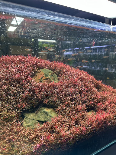 Moss Coffee Btu
